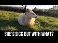 WE DON&#39;T KNOW WHAT&#39;S WRONG WITH THIS SHEEP