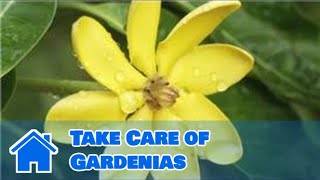 Gardening Tips : How to Take Care of Gardenias