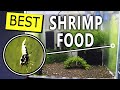 How to grow ALGAE a natural FOOD for aquarium SHRIMP