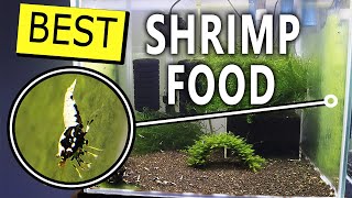 How to grow ALGAE a natural FOOD for aquarium SHRIMP