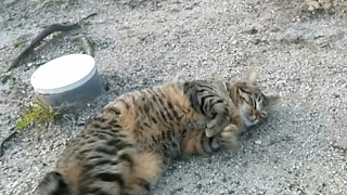 野良猫の多い公園でキジトラ猫がスリスリしてきた