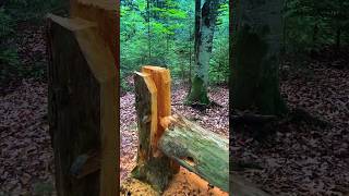 Nice cut down EP 280.#cuttingskills #treecutting #wood #tree #woodworking #stihl #shorts