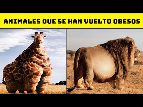 Video: Animales gordos: ¿qué sabemos de ellos?