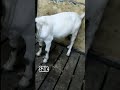 BOER ADULT BACCHA FOR SALE 40kg ye hai number 8767841003