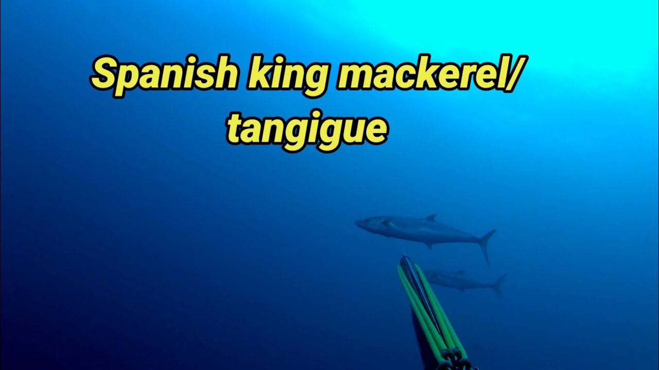 4 Spanish king mackerel/tangigue at isang goldentrevally bagong video ...