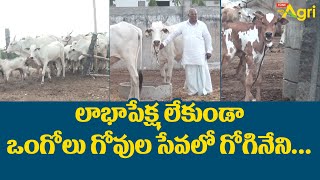 Ongole Cow Dairy Farm | లాభాపేక్ష లేకుండా ఒంగోలు గోవుల సేవ | Gogineni Koteswar Rao | Tone Agri