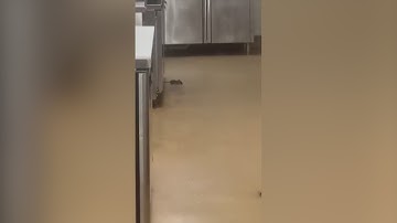 Barksdale Air Force Base closes dining facility amid rodent infestation