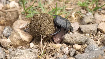 Cosa fa lo scarabeo stercorario?
