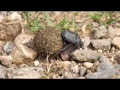 Video: Scarabeo stercorario, vita eccitante