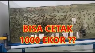 CARA TERNAK LOUHAN u PEMULA dan MERAWAT BURAYAK LOUHAN