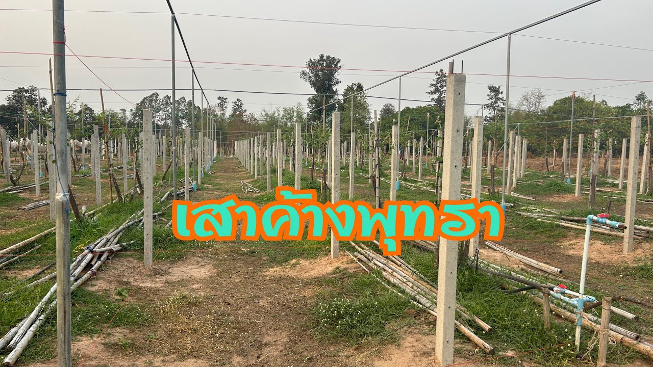 เสาค้างพุทรา @Toi Panisara