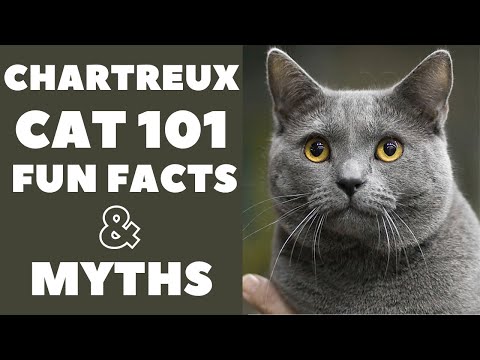 Video: Contents Of The Chartreuse (Cartesian Cat)