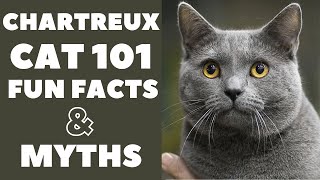 Chartreux Cats 101 : Fun Facts & Myths