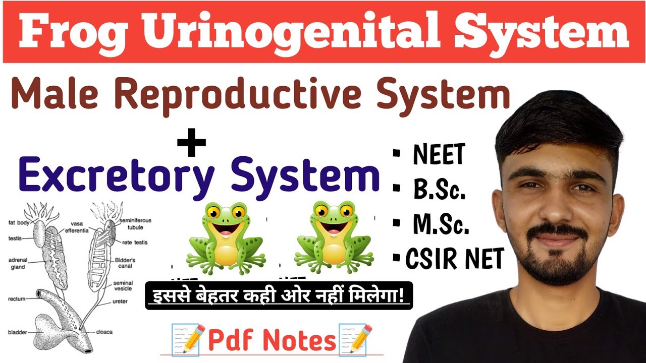 Frog Urinogenital System Frog Male Reproductive System Excretory frog-urinogenital-system-frog-male-reproductive-system-excretory