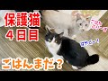 【保護猫4日目】人が怖くてすみっこで過ごす猫がごはんの時間に近付いてきました