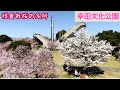 愛知県 額田郡 幸田町 桜の名所 幸田文化公園にて花見を楽しんだミルチュ