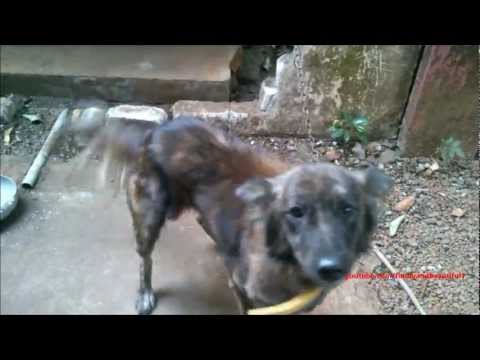 Video Very happy dog wagging and rotating tail ! - youtube