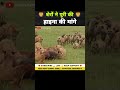 हाइना का झुंड उतरा आंदोलन पर 😂 । animal shorts । #shorts #ytshorts