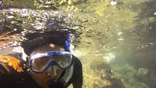 Kina & Paua Free Diving Stewart Island New Zealand