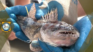 Fish Tagging screenshot 4