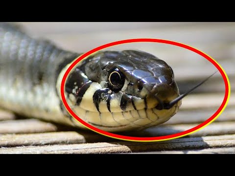 最も人の命を奪っている動物・生物トップ10