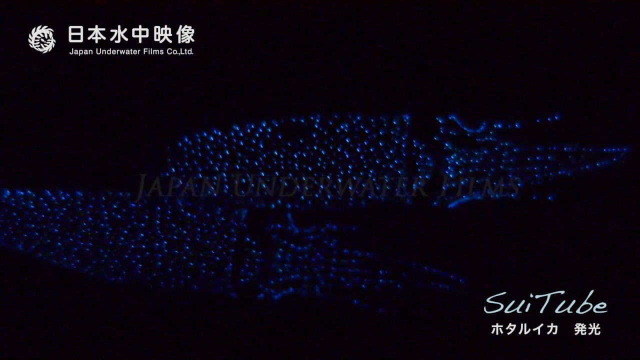 発光生物 富山湾のホタルイカ 体発光 捕食 産卵 身投げ 腕発光 Firefly Squid Shine Blue Beach In Toyama Bay Japan Suitube7 Youtube