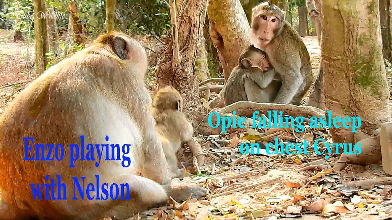 Really cool Opie baby falling asleep on chest Cyrus/ Baby OPIE getting big lovely from all boss.