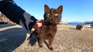 漁港にいた子猫たちを撫でまくる