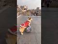 The Sliding Dog 🐕 | New Viral Gadgets 🥰 #shorts