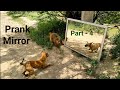 Dog🐕Mirror Prank Hilarious Funny Response Part-4