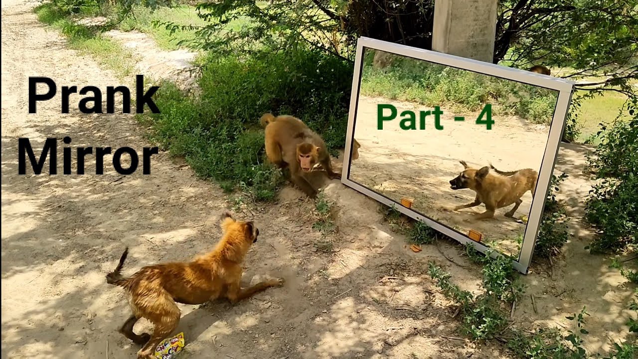 Dog🐕Mirror Prank Hilarious Funny Response Part-4