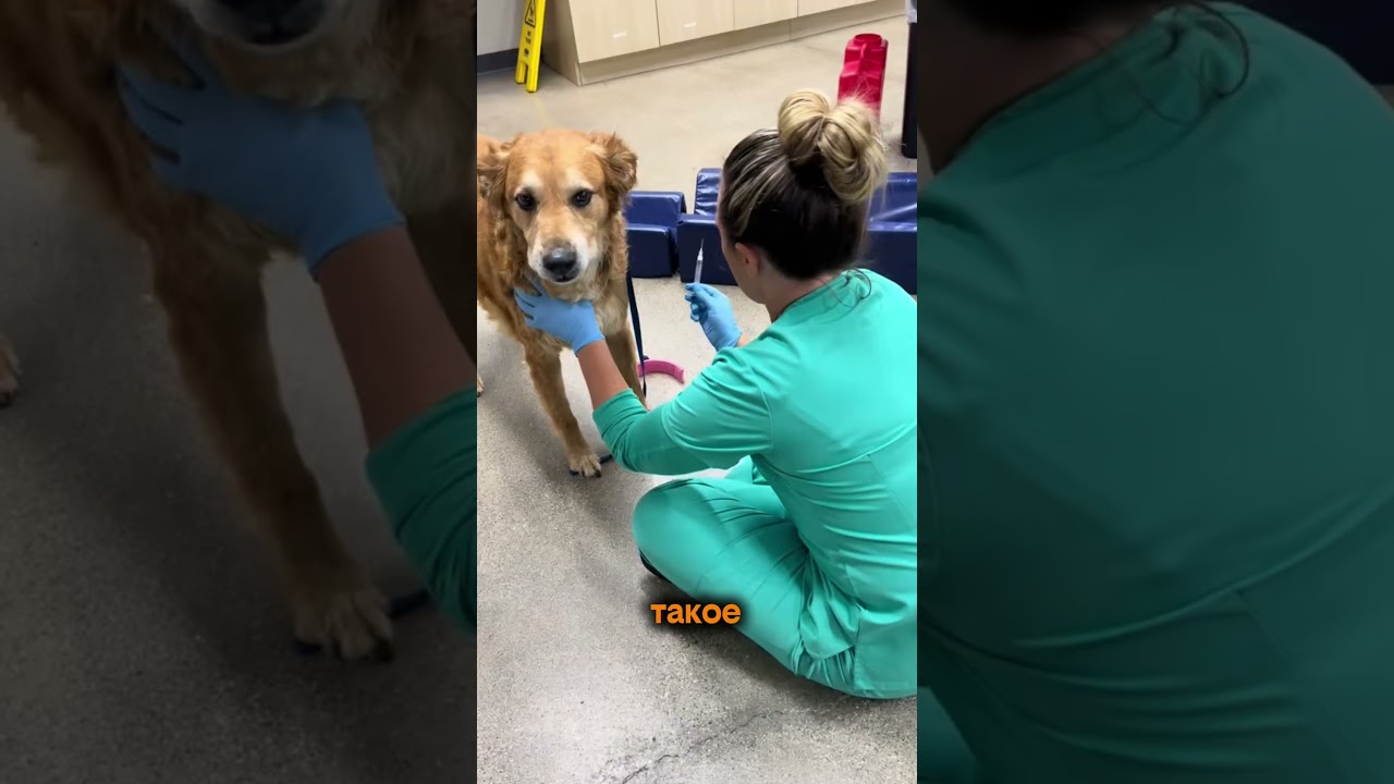 Пробиотик на ВБ: 