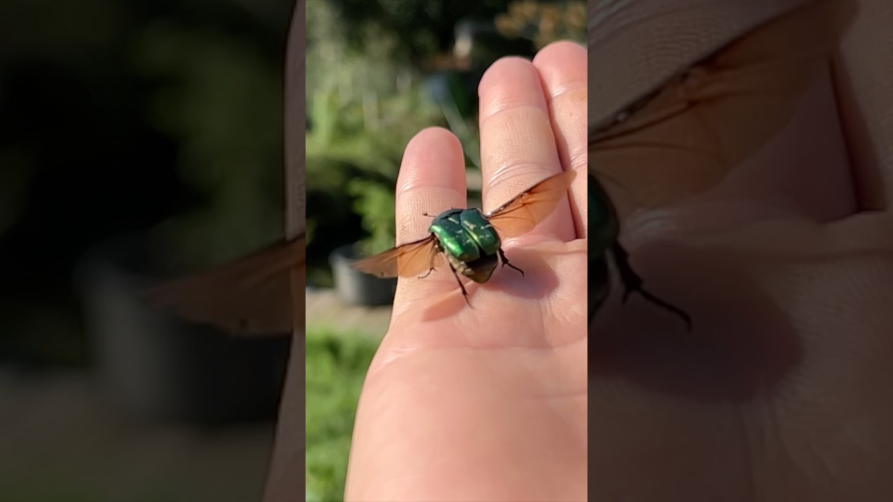 Landet einfach auf meiner Hand 😂