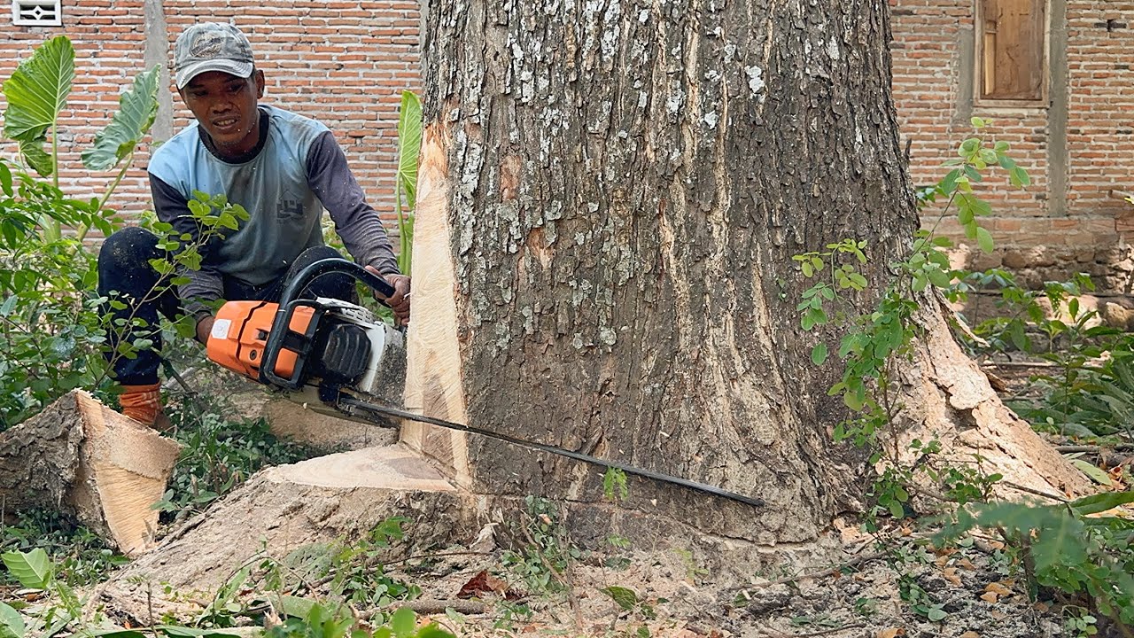 Don't destroy the house‼️ Cut down a tall tree near the house, Stihl ...