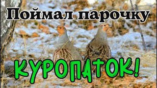 Поймал парочку куропаток! Ловушка из ящиков с под боекомплектов РСЗО град. Как поймать куропатку?