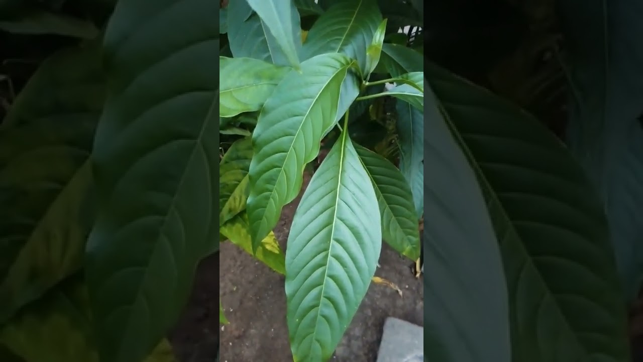 Addasaaram Uses, అడ్డసరం ఆకు ఉపయోగాలు