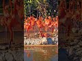 flamingo #flamingo #animals #flamingo