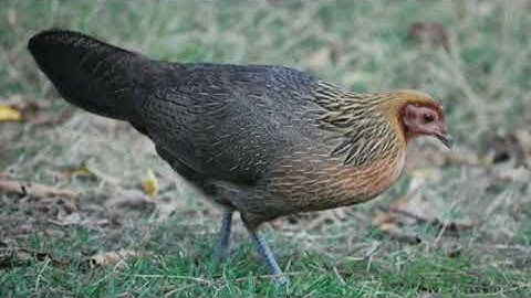 Tiếng gà mái rừng mới. Suab poj qaib seev zoo heev li dib tuaj zoo 2022 เสียงไก่ต่อตัวเมียเข้า 100%✓