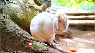 Cute Rabbits video wao🐇amazing it's Real name Holland Lop #animalsnatural #animalsnature #subscribe by Animals World 75 views 2 years ago 1 minute, 1 second