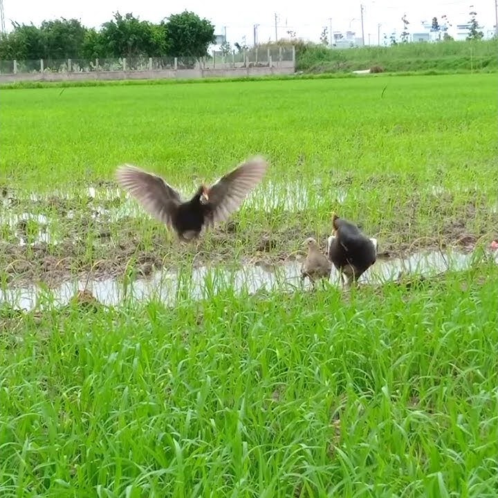 bẫy gà nước, cúm núm, bổi về cả bầy.