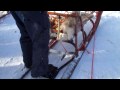 How to ride a dog sled