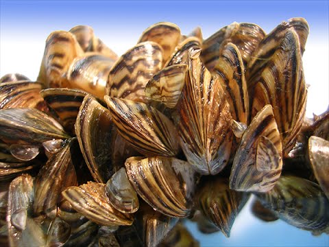 invasive ductal carcinoma Zebra mussel costing Canada millions