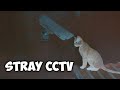 STRAY - PLAYING WITH THE CCTV
