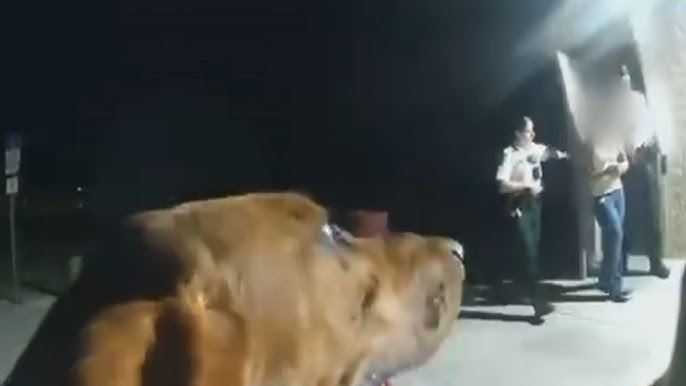 11 Year Old Girl Gets Kisses From K 9 That Found Her