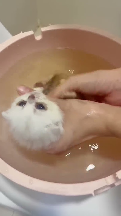 Meowisthebest - Truyền Nhân Của Cúc #mèo #shorts #cutecat