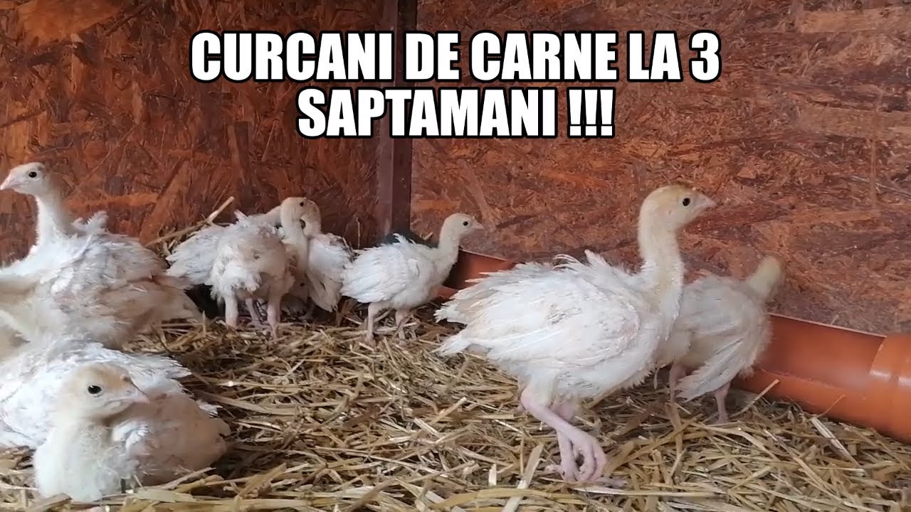 PUI DE CURCA DE CARNE LA 3 SAPTAMANI !!!#turkey - YouTube