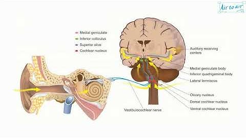 auditory pathway
