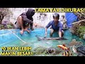 NEKAT! KURAS KOLAM DEPAN UNTUK SAMBUT LEBARAN & HITUNG SEMUA IKAN PENGHUNI NYA