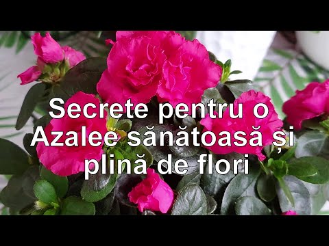 Video: Cum Să Ai Grijă De Azaleea Din Cameră