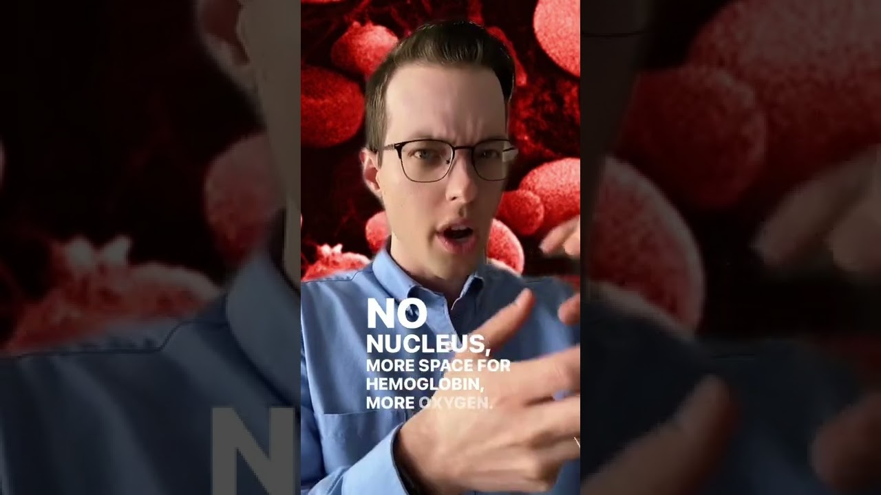 Scientist explains why red blood cells have no nucleus #shorts